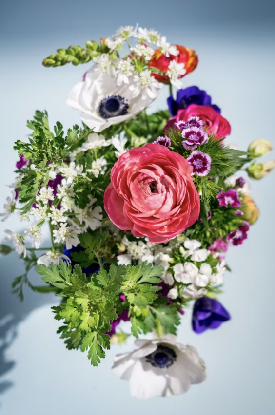 Қызғылт барқыт